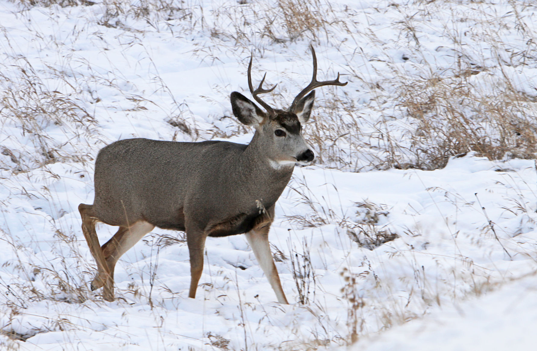 Mule deer buck